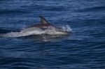 Wild Dolphins Stock Photo