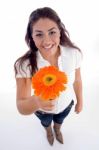 Lovely Girl Showing Orange Gerbera Flower Stock Photo