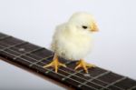 Chick Walking On Guitar Fingerboard Stock Photo