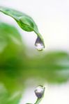 Drops Of Water From The Leaves Stock Photo