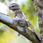 Male Hodgson Frogmouth Stock Photo