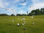 Flock Of Birds Stock Photo