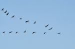 Flock Of Cormorants Stock Photo