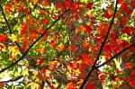 Maple Tree Stock Photo