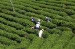 Dalat, Vietnam, July 30, 2016: A Group Of Farmers Picking Tea On A Summer Afternoon In Cau Dat Tea Plantation, Da Lat, Vietnam Stock Photo