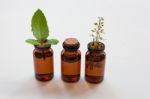 Holy Basil Essential Oil In A Glass Bottle With Fresh Holy Basil Stock Photo