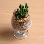 Small Cactus In Glass On Wooden Table Stock Photo