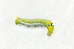 Green Worm White Background Stock Photo