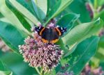 Photo Of A Beautiful Butterfly Sitting On Flowers Stock Photo