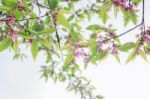 Branches Sakura On Sky Stock Photo