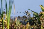 Lapwing Walking Along The Shore Of Weir Wood Reservoir Stock Photo