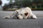 Sleeping Dog Stock Photo