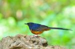 White-rumped Shama Bird Stock Photo