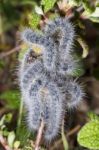 Euphydryas Aurinia Caterpillar Stock Photo