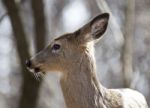 Isolated Photo Of An Awake Wild Deer In The Forest Stock Photo