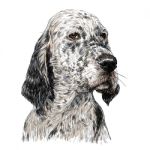 English Setter Stock Photo