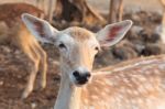 Female Wild Dear Face Stock Photo