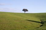 Empty Green Hills With Very Few Scattered Trees Stock Photo