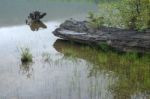 Tree Trunk In Lake Stock Photo