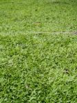 Green Grass Texture Stock Photo