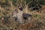 A Lazy Deer Stock Photo