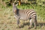 Zebras In Serengeti National Park Stock Photo