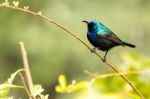 Palestine Sunbird Stock Photo