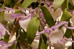 White And Purple Aphyllum Orchid Stock Photo