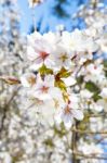 Beautiful Branch Of An Apple Tree With White Blossoms Stock Photo