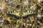 Swallowtail Stock Photo