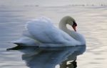 Beautiful Isolated Image With The Swan In The Lake Stock Photo