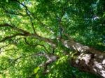 London Plane Tree In Bath Stock Photo