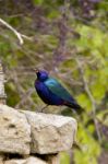 Purple Glossy-starling Stock Photo