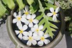 White Flowers Group On Water Bowl Stock Photo