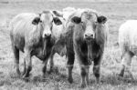 Country Cows Stock Photo