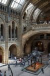 People Exploring  The National History Museum In London Stock Photo