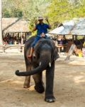 Chiangmai ,thailand - February 20 : Mahout Ride Elephant And Elephant Is Dancing On February 20 ,2016 At Mae Sa Elephant Camp ,chiangmai ,thailand Stock Photo