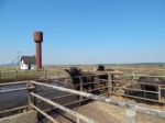 Buffalo Farm, Buffaloes Grazing In Open-air Cages  Stock Photo