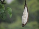 Floss Silk Tree Fruit Stock Photo