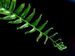 Freshness Fern Leaf On Black Background Stock Photo