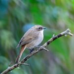 Female Grey Bushchat Stock Photo