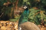 Beautiful Colourful Peacock Outdoors In The Daytime Stock Photo