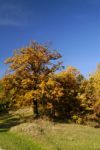 Trees in nature Stock Photo