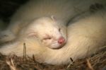 Ferret Stock Photo