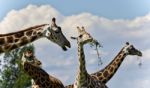 Isolated Image Of Few Cute Giraffes Eating Leaves Stock Photo