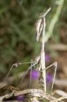 Empusa Pennata Stock Photo