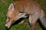 Wild Red Fox Stock Photo