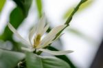 
White Chempaka White Bloom On The Beautiful Aroma Stock Photo