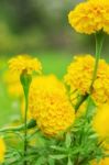 Marigold With Natural Green Stock Photo