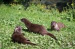 Eurasian Otter (lutra Lutra) Stock Photo